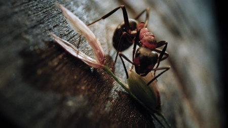 Insekten - Helden im Verborgenen – Bild 2