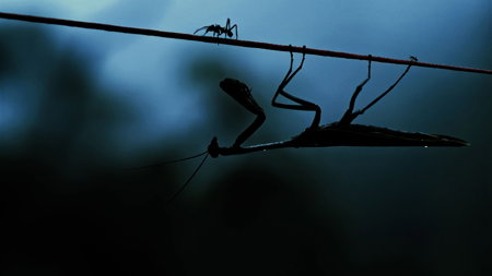 Insekten - Helden im Verborgenen – Bild 1