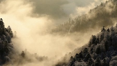 Das Flüstern der Wälder – Bild 4