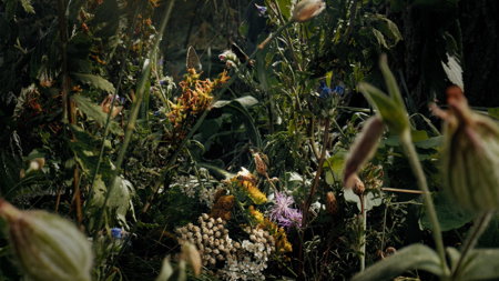 Insekten - Helden im Verborgenen – Bild 4